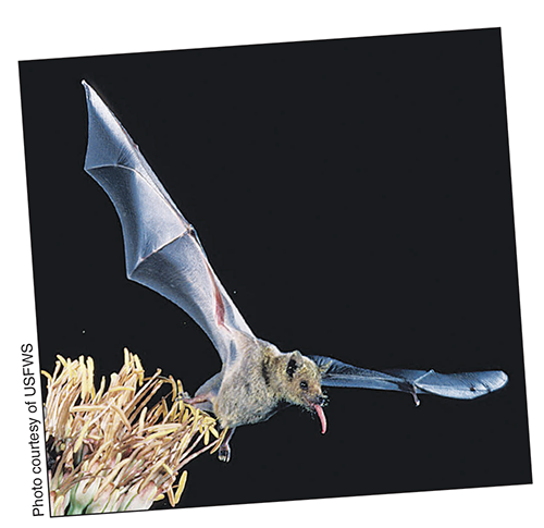 Lesser Long-nosed Bat